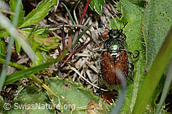 Gartenlaubkäfer (Phyllopertha horticola) (C225372)