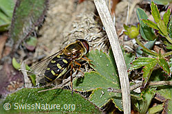 Mondfleck-Feldschwebfliege (Eupeodes luniger) (30.05.2022, C225387)