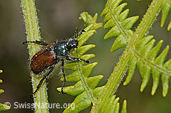 Gartenlaubkäfer (Phyllopertha horticola) auf Farn (C225397)