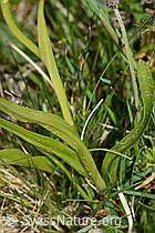 C225414: Langspornige Handwurz (Gymnadenia conopsea)