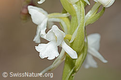 C225415: Langspornige Handwurz (Gymnadenia conopsea)