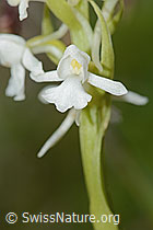 C225417: Langspornige Handwurz (Gymnadenia conopsea)