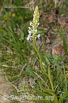 C225418: Langspornige Handwurz (Gymnadenia conopsea)