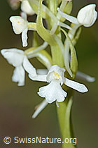 C225422: Langspornige Handwurz (Gymnadenia conopsea)