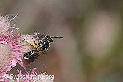Dufourea minuta (Glanzbiene) auf Gemeinem Katzenpfötchen (Antennaria dioica) (C225432) Dufourea minuta (Glanzbiene) auf Gemeinem Katzenpfötchen (Antennaria dioica) (C225432)