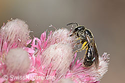 Dufourea minuta (Glanzbiene) auf Gemeinem Katzenpfötchen (Antennaria dioica) (C225435) Dufourea minuta (Glanzbiene) auf Gemeinem Katzenpfötchen (Antennaria dioica) (C225435)