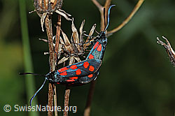 Gewöhnliche Widderchen (Zygaena filipendulae) (C229395)