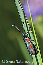 Gewöhnliches Widderchen (Zygaena filipendulae) (C229419)