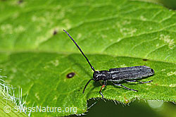 Zylindrischer Walzenhalsbock (Phytoecia cylindrica) (C229424)