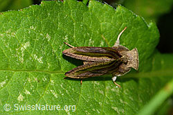 Messingeule (Diachrysia chrysitis) (26.06.2022, C229429)