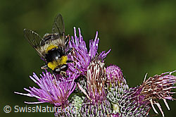 Sumpf-Kratzdistel (Cirsium palustre)