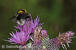 Hummel-Gebirgsschwebfliege (Sericomyia bombiformis) an Sumpf-Kratzdistel (Cirsium palustre) (C229447)