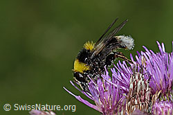 Hummel-Gebirgsschwebfliege (Sericomyia bombiformis) an Sumpf-Kratzdistel (Cirsium palustre) (26.06.2022, C229456)