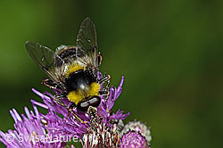 Hummel-Gebirgsschwebfliege (Sericomyia bombiformis) an Sumpf-Kratzdistel (Cirsium palustre) (C229459)