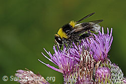 Hummel-Gebirgsschwebfliege (Sericomyia bombiformis) an Sumpf-Kratzdistel (Cirsium palustre) (C229462)