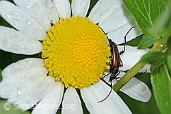 Kleiner Schmalbock (Stenurella melanura) an gewöhnlicher Wiesen-Margerite (Leucanthemum vulgare) (C229477)
