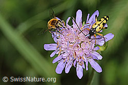 C229494: Gefleckter Schmalbock (Rutpela maculata) auf Wald-Witwenblume (Knautia dipsacifolia)