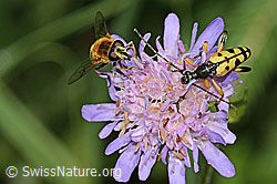 C229495: Gefleckter Schmalbock (Rutpela maculata) auf Wald-Witwenblume (Knautia dipsacifolia)