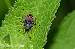 Rote Weichwanze (Deraeocoris ruber) (C229503)
