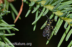 C229507: Wespe aus der Familie Cephidae (Halmwespen)
