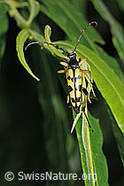 Gefleckter Schmalbock (Rutpela maculata) (C229509)