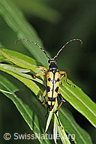 Gefleckter Schmalbock (Rutpela maculata) (C229517)