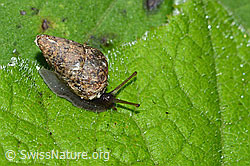 C229561: Bergturmschnecke (Ena montana)