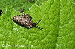 C229563: Bergturmschnecke (Ena montana)