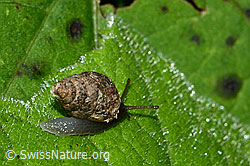 C229566: Bergturmschnecke (Ena montana)