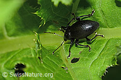 Otiorhynchus morio (C229573)