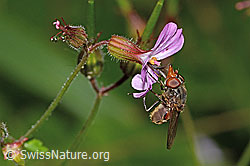 Gemeine Schnauzenschwebfliege (Rhingia campestris) an Gemeine Nachtviole (Hesperis matronalis)
