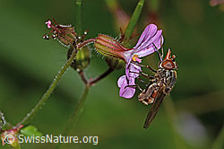 C229610: Gemeine Schnauzenschwebfliege (Rhingia campestris) auf Ruprechtskraut (Geranium robertianum)