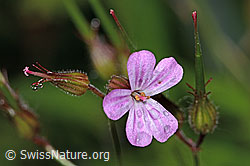 Ruprechtskraut (Geranium robertianum) (26.06.2022, C229612)