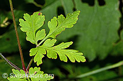 Ruprechtskraut (Geranium robertianum) (26.06.2022, C229622)