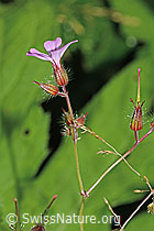 C229623: Ruprechtskraut (Geranium robertianum)