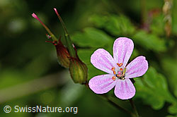 C229625: Ruprechtskraut (Geranium robertianum)
