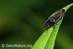 Hemicrepidius niger (C229627)