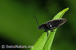 Hemicrepidius niger (C229629)