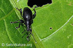 Otiorhynchus morio (C229632)
