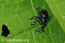 Otiorhynchus morio (C229633)
