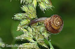 C229647: Seidenhaarschnecke (Trochulus sericeus)