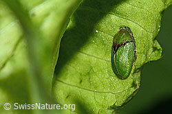 Foto: Distelschildkäfer (Cassida rubiginosa)