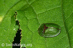 Foto: Distelschildkäfer (Cassida rubiginosa)