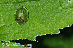 Foto: Distelschildkäfer (Cassida rubiginosa)