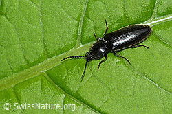 Hemicrepidius niger (C229664)