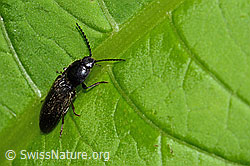 Hemicrepidius niger (C229668)