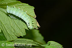 Violettbraune Ulmeneule (Cosmia pyralina) auf Berg-Ahorn (Acer pseudoplatanus) (C229679)