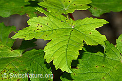 C229680: Berg-Ahorn (Acer pseudoplatanus)