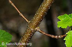 C229681: Berg-Ahorn (Acer pseudoplatanus)