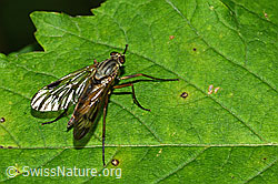 Gemeine Schnepfenfliege (Rhagio scolopaceus) (C229686)